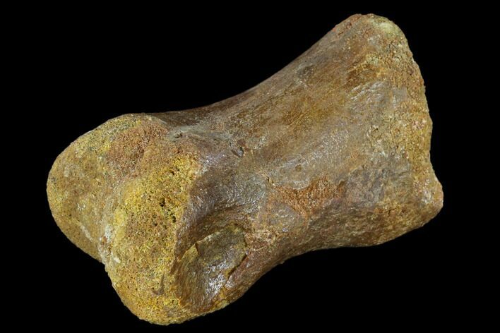 Fossil Theropod Phalange (Toe Bone) - Morocco #116860